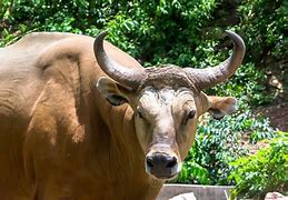 Banteng Merah Banteng Merah